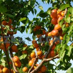 Корисні властивості абрикосів